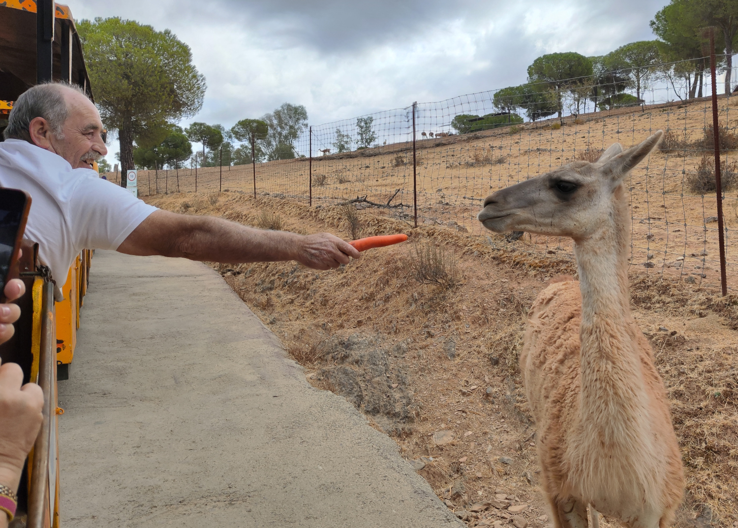 Uno de los visitantes da de comer una zanahoria a una cría de dromedario