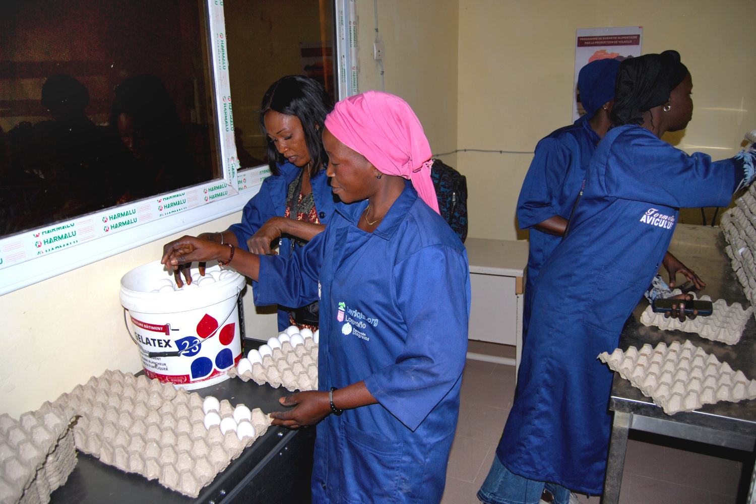 Mujeres usuarias empaquetan los huevos producidos en el proyecto