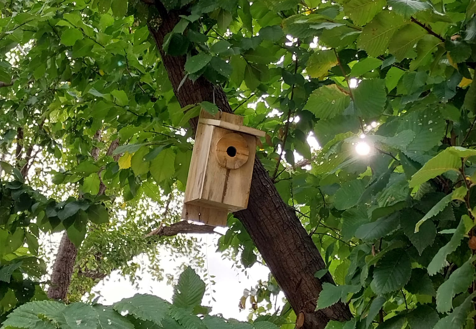 Caja en árbol - Proyecto 'Anida Jaén' 