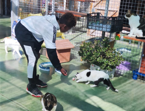 Un joven ayuda a alimentar a varios gatos