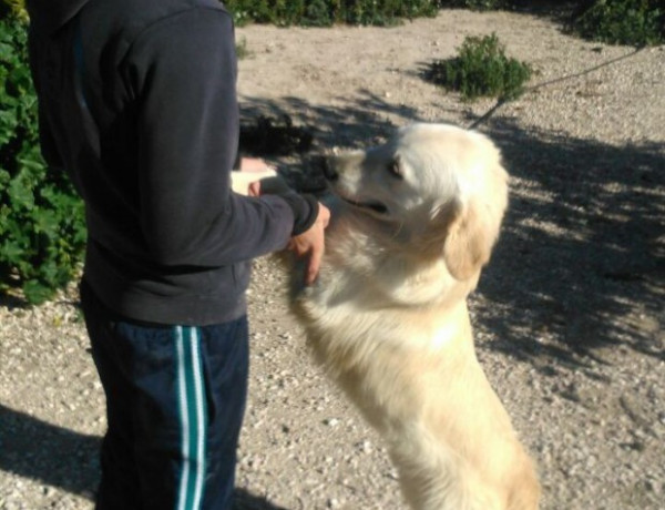 Menores atendidos en el centro 'La Zarza' de Abanilla (Murcia) colaboran como voluntarios con una protectora de animales