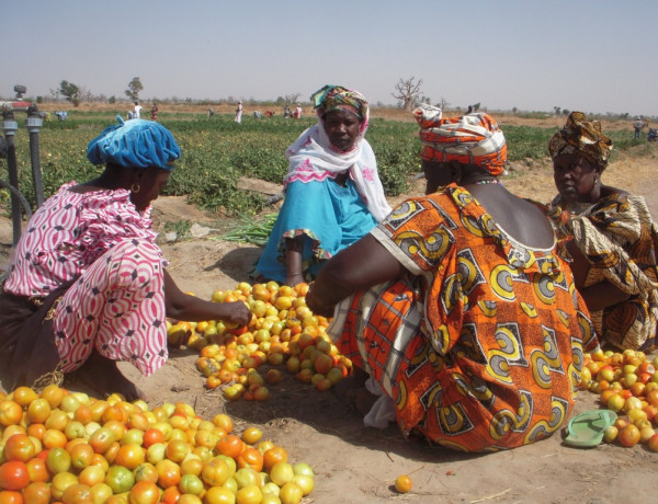 La Escuela Agrícola puesta en marcha por Fundación Diagrama en Sandiara (Senegal) imparte 11 cursos durante 2013