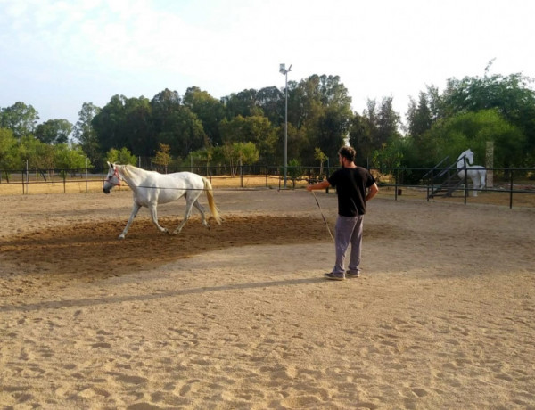 Imagen del entrenamiento de un caballo en el centro equino