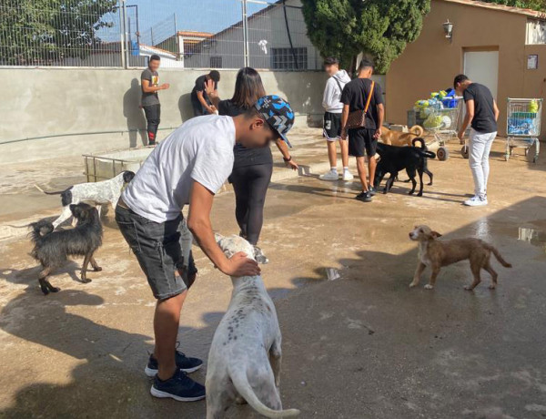 Un grupo de menores juega con los perros acogidos en el refugio