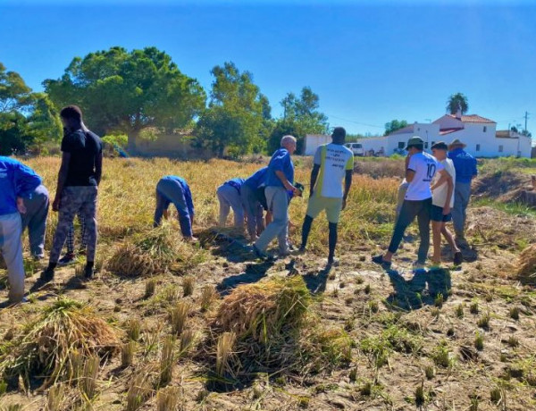 Un grupo de menores colabora en la siega del arroz con segadores de Sant Jaume d'Enveja