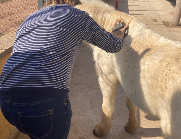 Las mujeres atendidas en la vivienda tutelada ‘Estreles de Mar’ de Castellón realizan una actividad terapéutica con caballos. Fundación Diagrama. Comunidad Valenciana 2022.