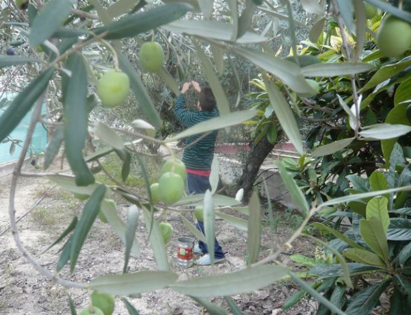 Recogida de aceitunas. Menores de 'Anassim' de Valencia.Fundación Diagrama.