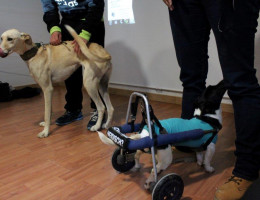 Los menores del centro ‘Los Alcores’ de Carmona (Sevilla) participan en una charla de sensibilización sobre el maltrato a animales