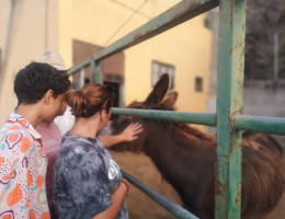 Tres jóvenes acarician a un asno