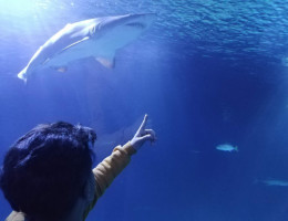 Los jóvenes atendidos en el hogar ‘La Magrana’ de Alicante llevan a cabo una visita al Oceanográfico de Valencia. Fundación Diagrama. Comunidad Valenciana 2020. 