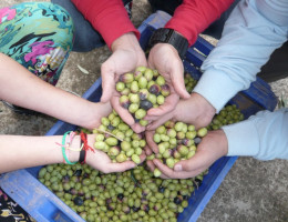 Los menores del centro de acogida ‘Anassim’ de Llanera de Ranes (Valencia) colaboran en la recogida de los olivos de este recurso