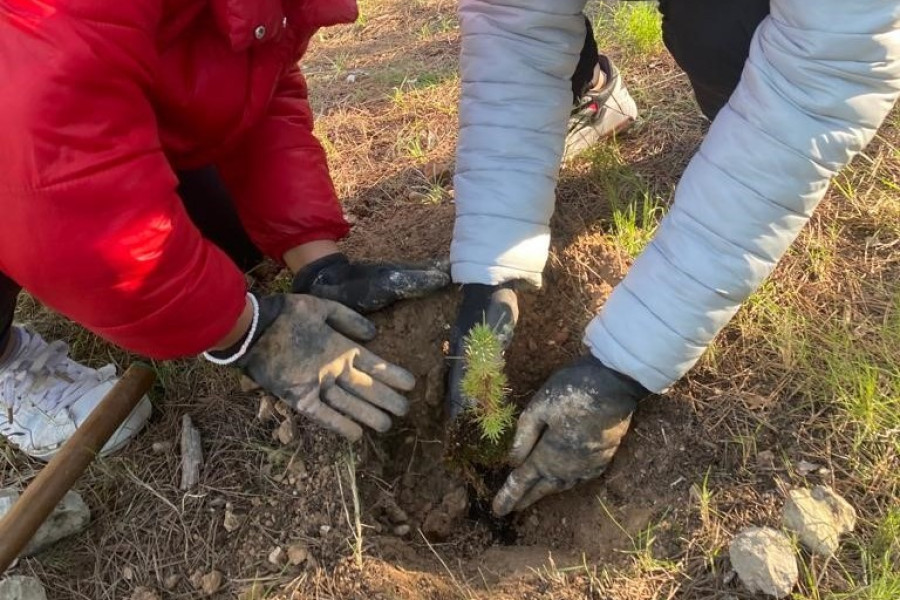 Los dos jóvenes, mientras plantan uno de los ejemplares de pino