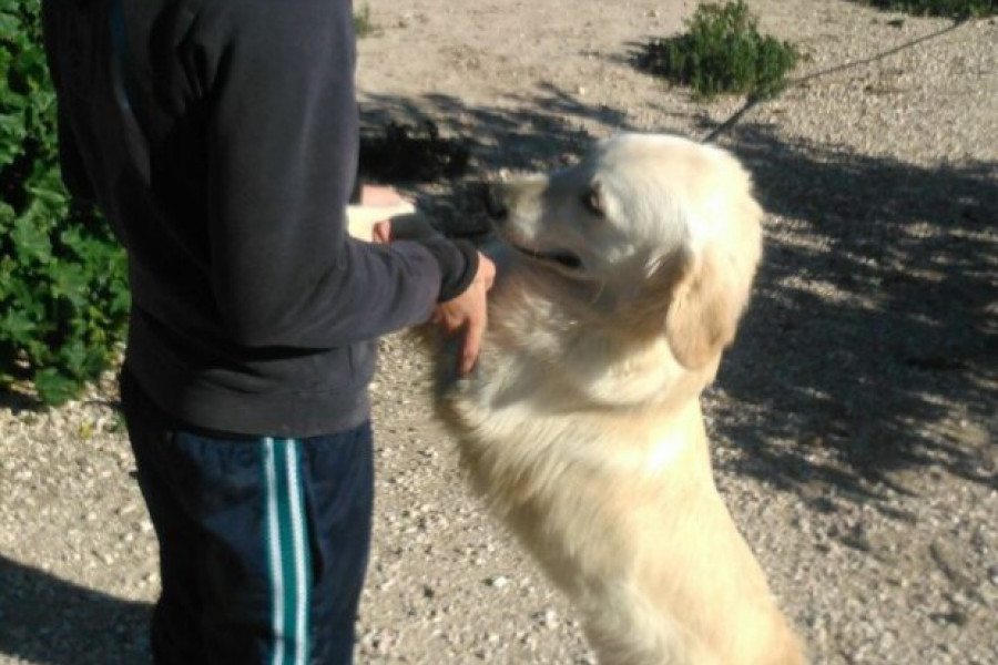 Menores atendidos en el centro 'La Zarza' de Abanilla (Murcia) colaboran como voluntarios con una protectora de animales