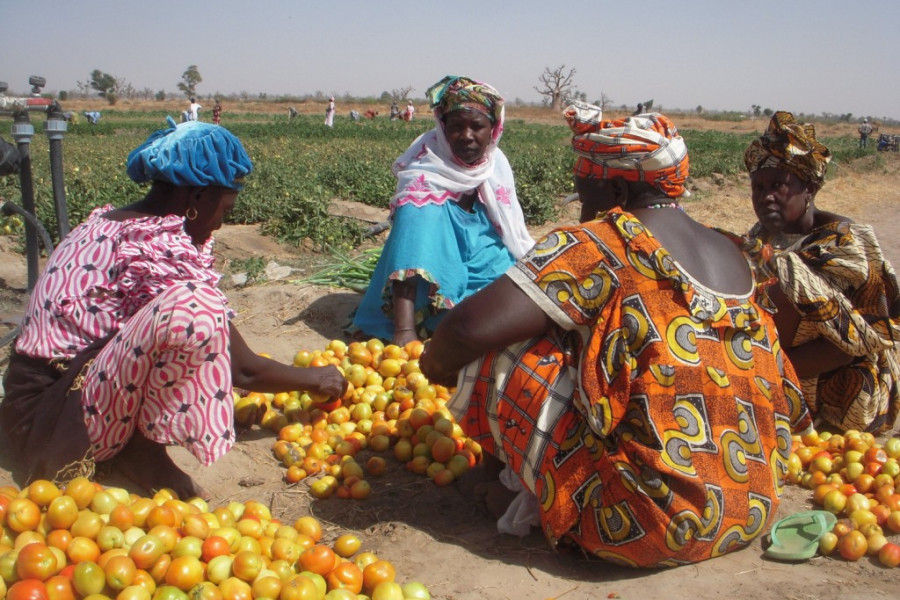 La Escuela Agrícola puesta en marcha por Fundación Diagrama en Sandiara (Senegal) imparte 11 cursos durante 2013