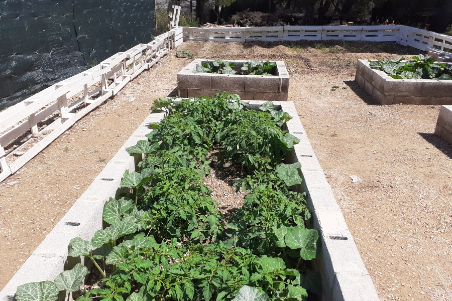 Los jóvenes atendidos en el Servicio de Primera Acogida ‘Baix Ebre’ de Tarragona participan en el cultivo de verduras en las instalaciones del recurso. Fundación Diagrama. Cataluña 2020.