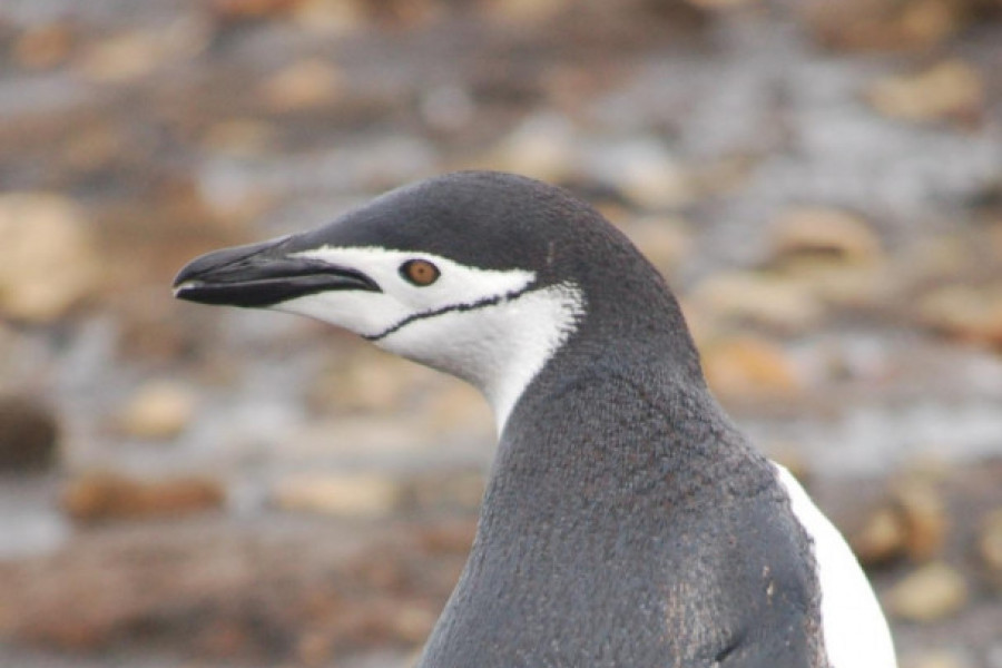 Los jóvenes de la Residencia ‘Pi i Margall’ de Burjassot (Valencia) colaboran en un proyecto solidario de apadrinamiento animal. Fundación Diagrama. Comunidad Valenciana 2020.