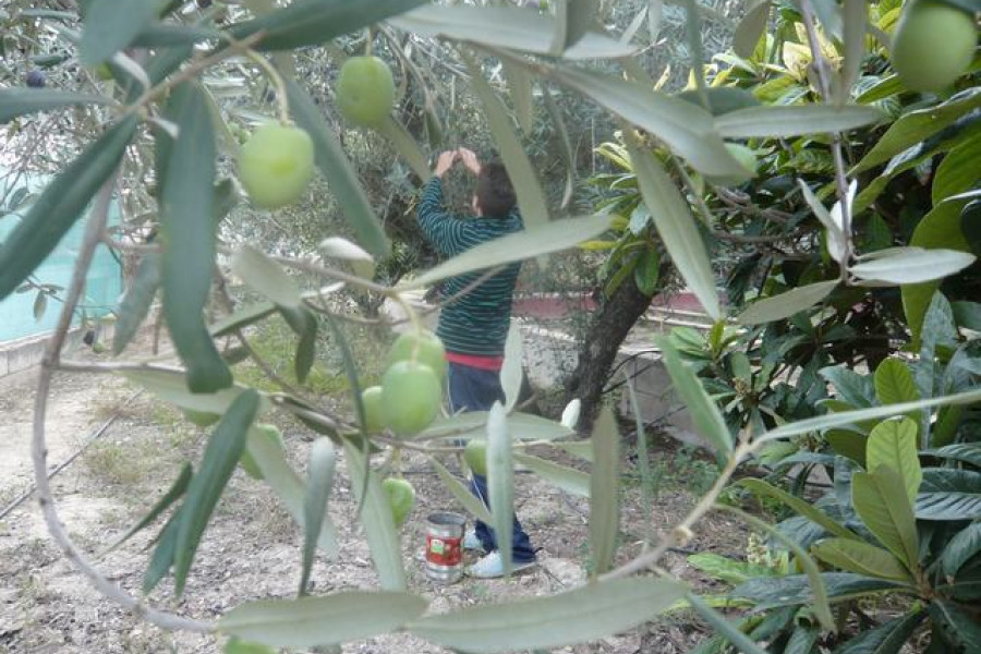 Recogida de aceitunas. Menores de 'Anassim' de Valencia.Fundación Diagrama.