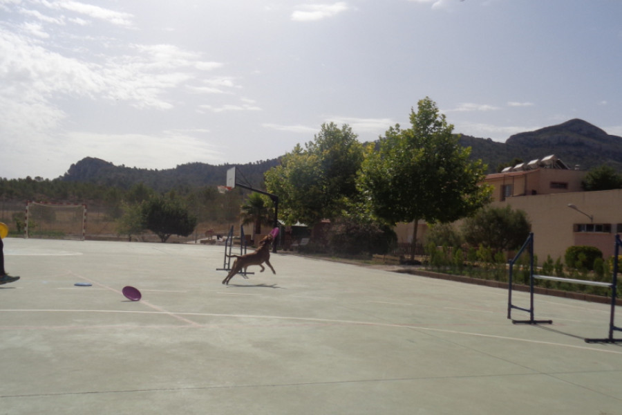 Talleres de adiestramiento canino con menores de 'La Villa'. Fundación Diagrama.