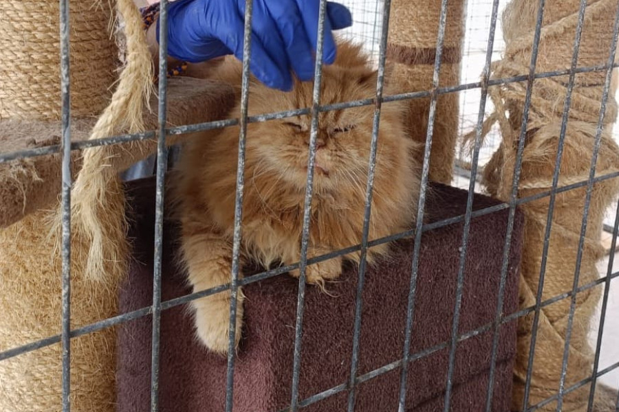 Voluntariado protectora Salva a un Podenco GC